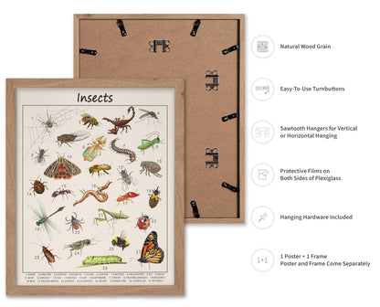 Poster Master Insects Poster - Educational Print - Learning Materials Art - Animal Art - Gift for Kids, Students & Teacher - Great Decor for Playroom, Classroom or Library, 11x14 Beige Framed