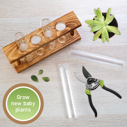 D'Eco Glass Plant Propagation Station (Set of 4 Tubes w Wooden Display) - Grow Hydroponics & Watch Them Grow Roots - Tabletop Vases for Spring Home & Office Decor for Plant Lovers