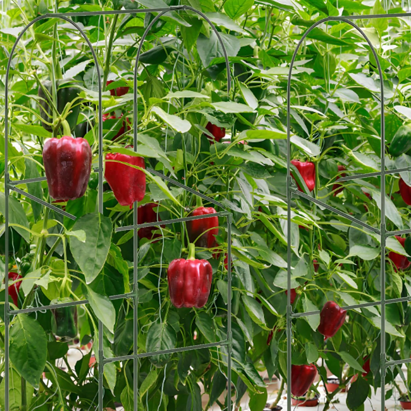 Cucumber Trellis for Plant Climbing- Cucumebr Arch Trelli for Flower Vine Vegetable Tomato Cage Raised Bed- Foldable Garden Tunnel Trellis
