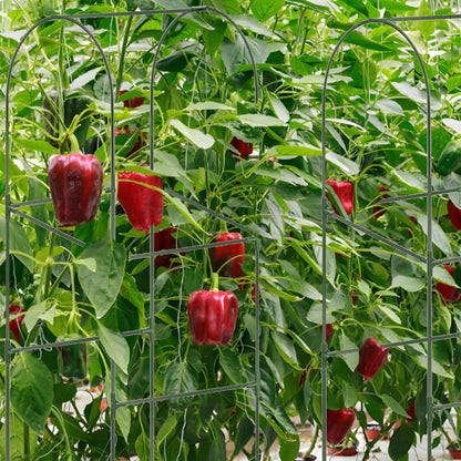 Cucumber Trellis for Plant Climbing- Cucumebr Arch Trelli for Flower Vine Vegetable Tomato Cage Raised Bed- Foldable Garden Tunnel Trellis