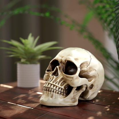READAEER Life Size Resin Skull, Large Size Adult Skull Head Model for Home Decoration, Halloween Skull Statue, Human Skull Head Model (White)