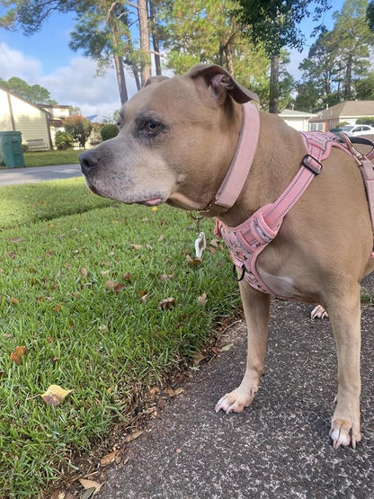 Soft Corduroy Dog Collar and Leash Set Adjustable Durable Dog Collars with Metal Buckle and Lead for Female Large Dogs,Baby Pink