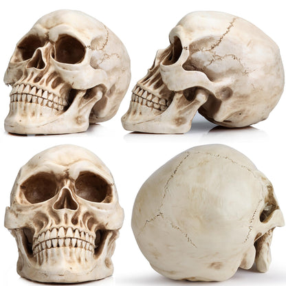 READAEER Life Size Resin Skull, Large Size Adult Skull Head Model for Home Decoration, Halloween Skull Statue, Human Skull Head Model (White)