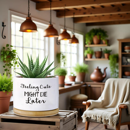 Haooxinwei Funny planters for Indoor Plants Garden Succulent Pots, with Drainage Holes and Saucer(No Plants) (Feeling Cute Might Die Later)
