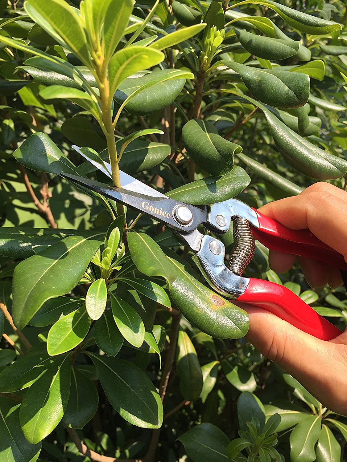 gonicc 8" Professional Premium Titanium Bypass Pruning Shears (GPPS-1003), Hand Pruners, Garden Clippers, Bonsai Cutters (Red Micro-Tip Pruning Snip)