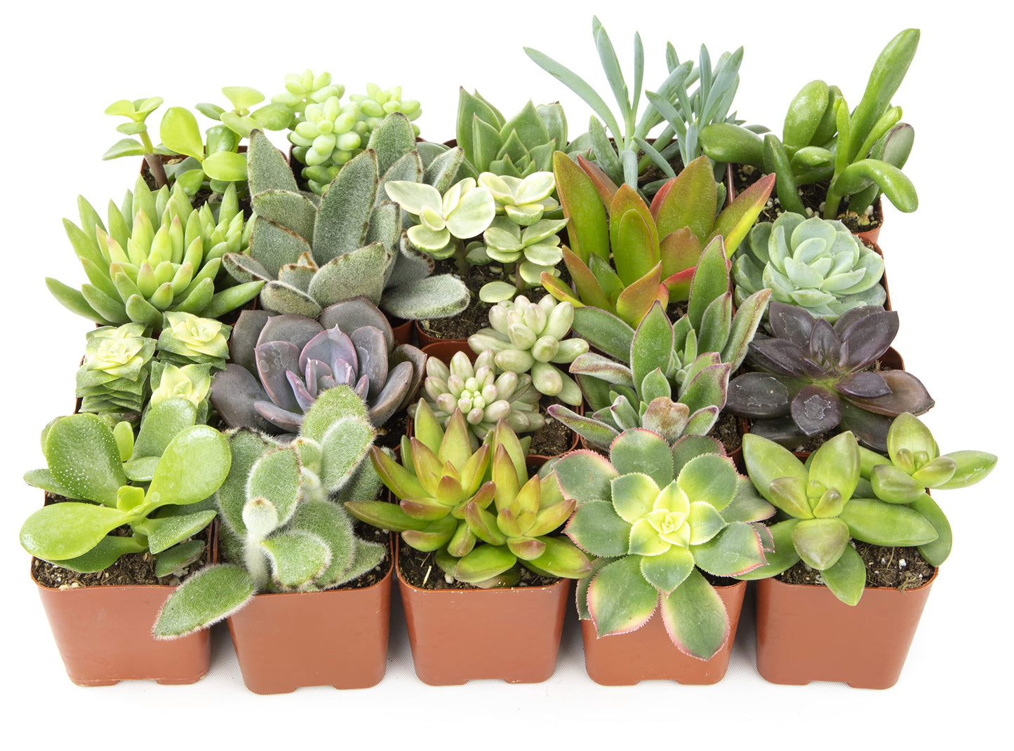 Altman Plants Live Succulents (20 Pack) & Live Pothos Plants (4PK) Indoor House Plants