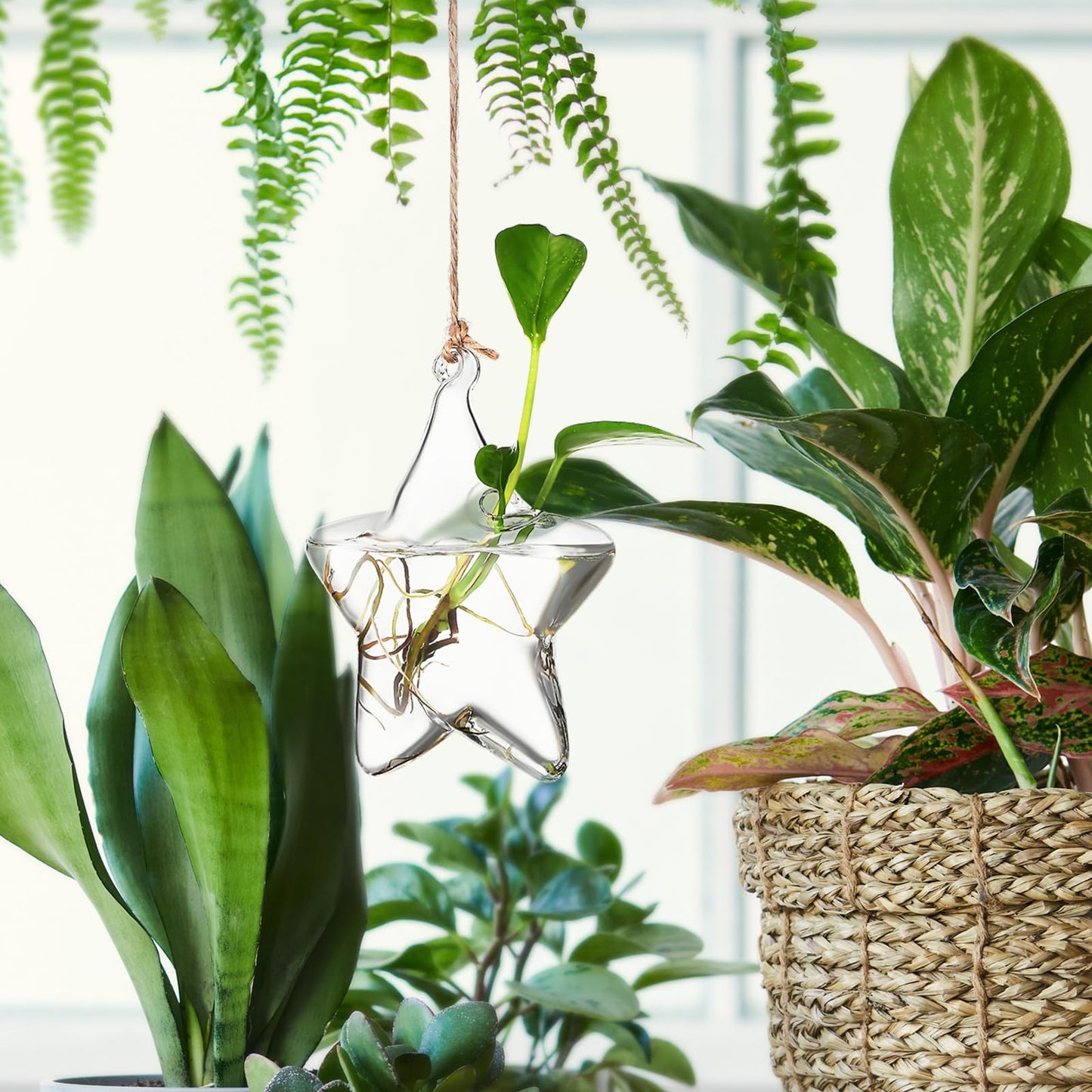 Housoutil Hanging Glass Vase Hydroponic Glass Terrarium Marine-Inspired Shape for Indoor Plants Home Décor