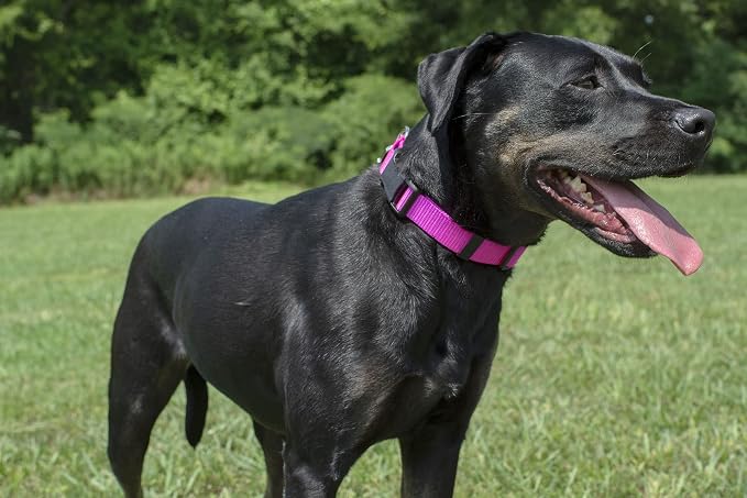 Country Brook Petz - Everyday Nylon Dog Collar and Leash - 10+ Cool Colors (3/4 Inch, Medium, Fuchsia)