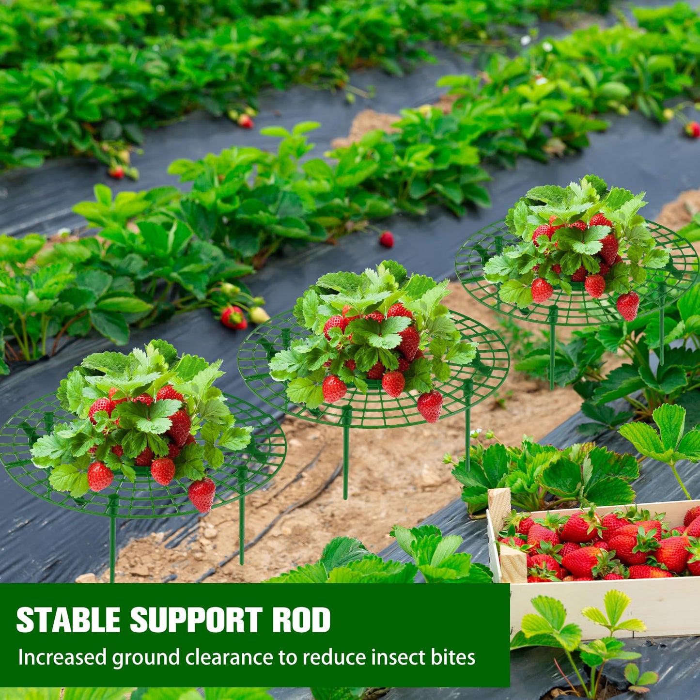 Irenare 24 Pack Strawberry Plant Support with Plant Labels Large Size Strawberry Growing Racks Growing Frame Stand Holder for Keeping Garden Strawberry Clean
