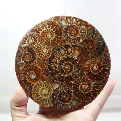 ZHDECOR Natural 11cm Natural Ammonite Shell Plate with Shelf, Mineral from Madagascar Circle Disk, Reiki Crystal Healing Stones Decorations