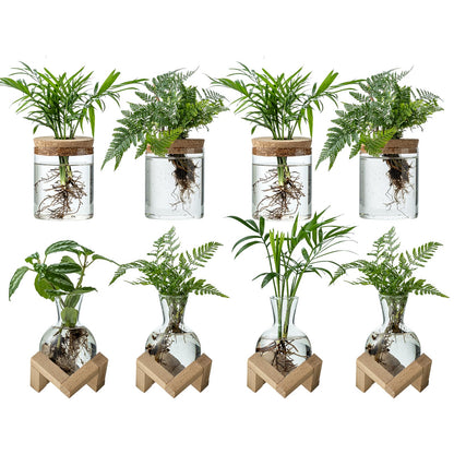 JGKYLDZ Plant Propagation Station, 2 Style Glass Planter Terrarium Set for Hydroponic Plants | Home Office Tabletop Decor, Gardening Gifts for Women, Mom, Plant Lovers (8)