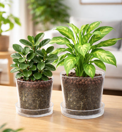Phoenix Vine 8 Inch 10 Inch Clear Acrylic Houseplants Planter Pot with Tray, Orchid Pot with Drainage Holes, Deep Saucer for Bottom Watering, Transparent Containers for Indoor Plants, Herbs, 91-B-Y