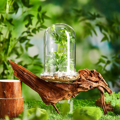 Perthlin 1 Pcs 5.9 x 7.9 Inch Glass Terrarium Clear Terrarium Planter Container Glass Dome Cloche with Airhole and Base for Plant Flower Home Tabletop Display Centerpiece, Plants Not Included