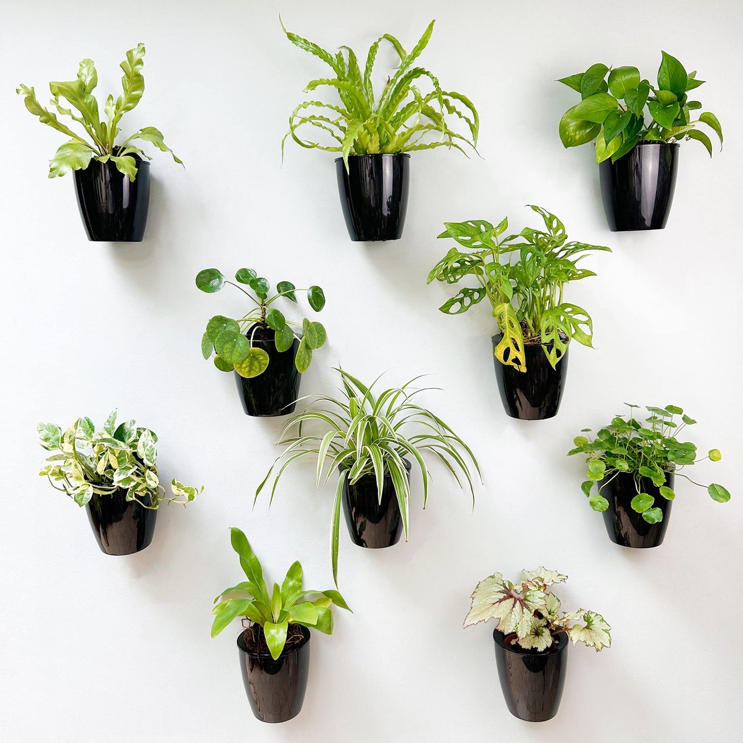 LaLaGreen Bundle - 4" x 10 Pack + 4" x 10 Pack Black and White Self Watering Plastic Pots Wall Mount Plant Holder, Modern Hydroponic Wall Hanging Pot Vertical System Living Plant Wall Garden