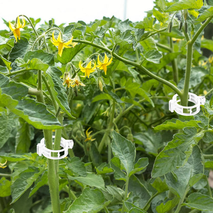 OJYUDD 400 Pcs White Plant Support Garden Clips,Plastic Tomato Vine Clips,Secured Climbing Plant Clip for Flower Vine Grape Twine Orchid