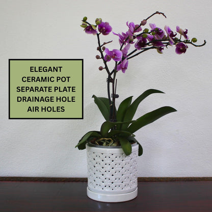 DESQUIGGLE White Ceramic Orchid Planter, 6 Inches Wide, Large Orchid Pots with Holes for Indoors Or Outdoors with Swirl Cut Out Pattern, Orchid Gifts