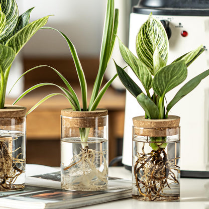 Snminetal Glass Plant Propagation Station Set of 6, Modern Desktop Flower Vase for Succulent Cuttings, Home Office Decoration, Ideal Housewarming Gift for Living Room, Bedroom