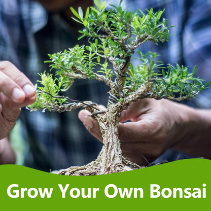 Bonsai Tree Kit, Bonsai Starter Kit with Seeds & Tools, Tree Live Plants Indoor, Gardening Gifts for Women Men Mom Father Plant Lover, Birthday Gifts for Women
