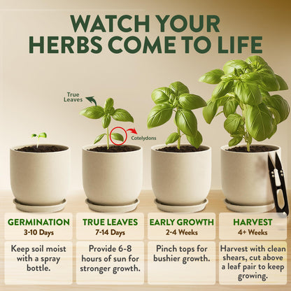 HOME GROWN Indoor Organic Herb Garden Kit, Unique Valentines Day Gift for Adults, Men, & Women,Grow 4 Herb Seeds for Kitchen Window Garden,Beginner DIY Hobby Gardening for Plant Lovers, Mom & Dad