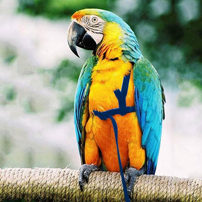 2 pcs Pet Parrot Bird Harness and Leash, Adjustable Training Design Anti-Bite, Outdoor Flying Training Rope Kit for Bird Parrots Fits Birds Chest Between46-76cm /18.11-29.92inch - XL (Blue)
