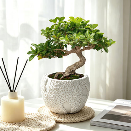 Small Ceramic Bonsai Pot with Drainage Hole, 4 Inch Decorative Bonsai Planter Pot with 3D Coral Texture, Small Ceramic Pots for Plants, Succulents, Cactus, Herbs, Mini Bonzai Tree, Flower Pot, White