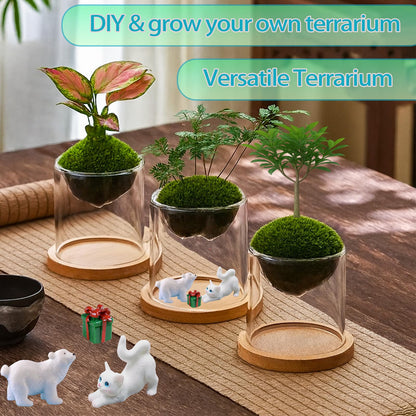 Plant Terrarium Kit, Christmas Birthday Gift for Gardener Women Mom Garden Lover | Home Office Decor