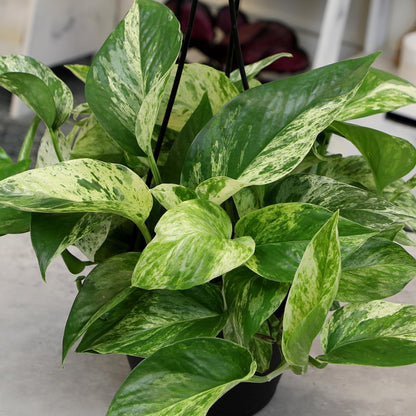 Variegated Marble Queen Pothos in 6" Hanging Basket with Detachable Hook, Live Plant Decor, Real Houseplant for Home or Office, Real Easy to Grow Houseplants by Plants for Pets