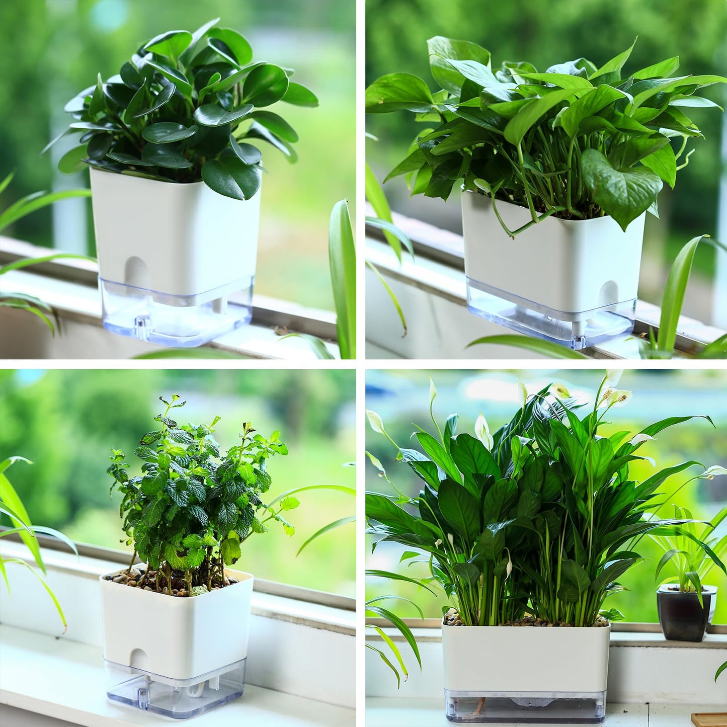 Planterhoma Self Watering Plant Pots for Indoor Plants 4.3 inch, 6 Packs Square Self-Watering Planters with Drainage Hole, White African Violet Pots for Devil's Ivy, Spider Plant, Orchid, Herb