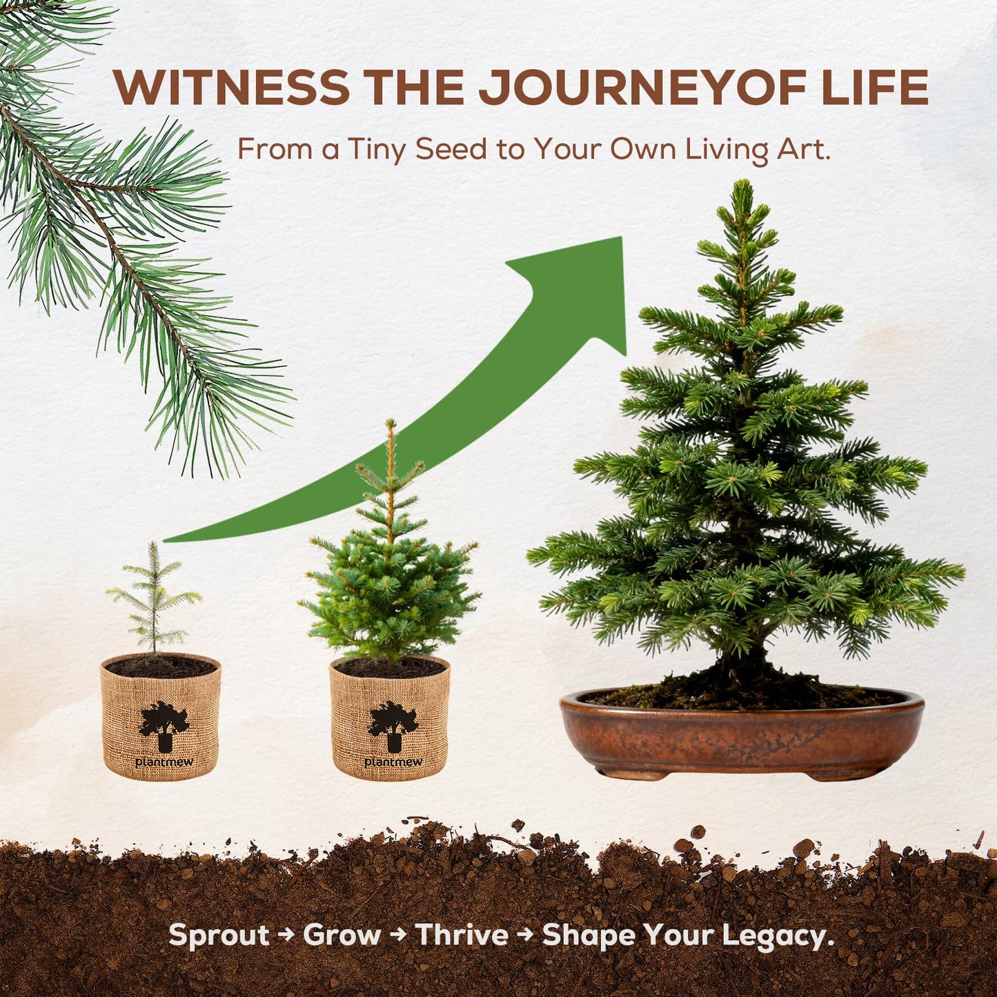 Bonsai Starter Kit for Adults – Complete Indoor Tree Growing Set with Jacaranda Seeds, Tools & Planter | DIY Gardening Hobby Kits for Plant Lovers, Unique Easter Gifts for Men & Women