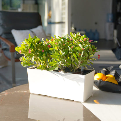 SAROSORA 14" Self Watering Planter Pots with Water Level Indicator, Rectangle Matte Plastic Window Box for Indoor Outdoor, Herbs Succulents Flowers House Plants (White)