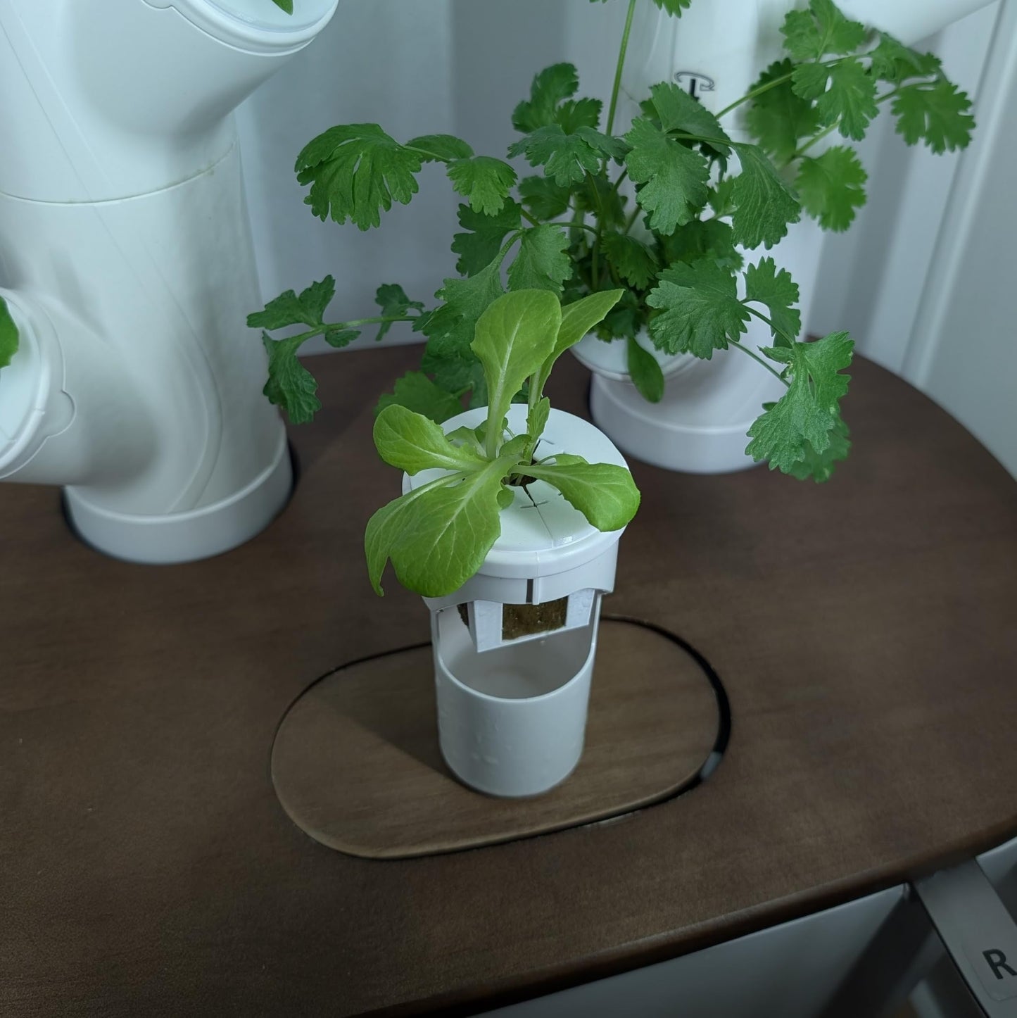 Grow Cubes for Hydroponic System/Compatible with Gardyn (10 Grow Cubes / 10 White caps)