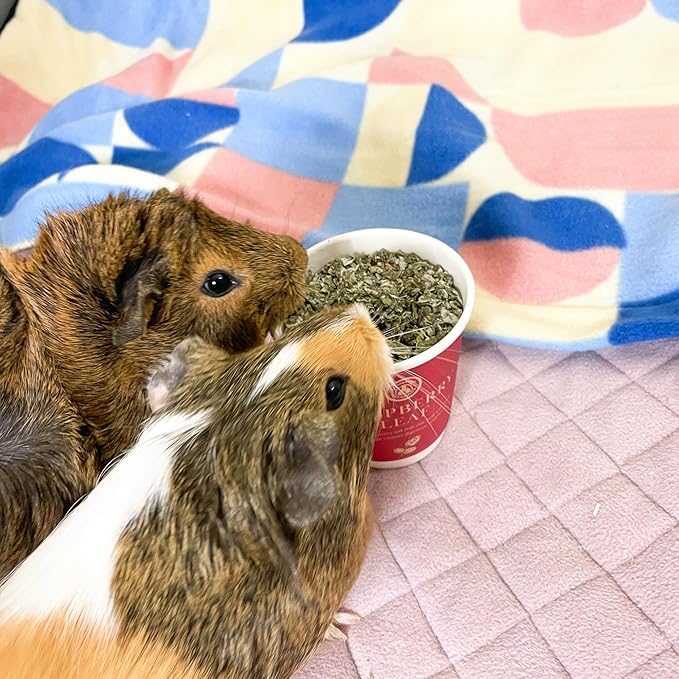 GuineaDad Organic Guinea Pig Treats – Chamomile Flavor Small Animal Snack | High-Fiber Guinea Pig Food for Digestion & Bonding | Natural Treats for Guinea Pigs (10 fl oz)
