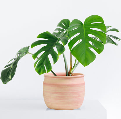 Olly & Rose Large Terracotta Plant Pot Brushed - Ceramic Plant Pot 9 Inch Outdoor and Indoor Flower Planter for Home and Garden