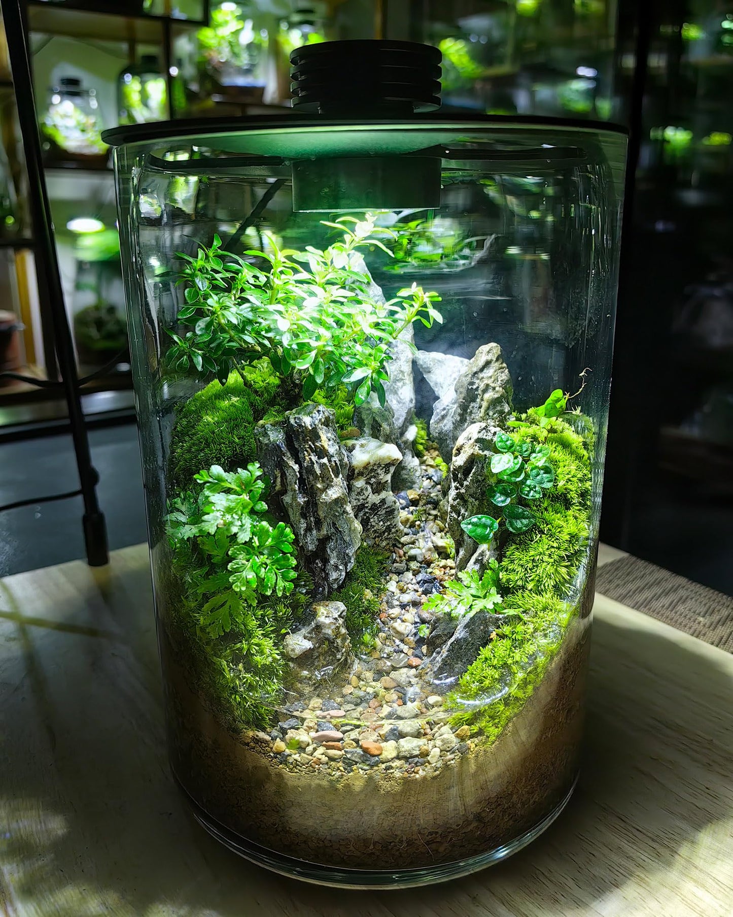 Desktop Glass Terrarium with Grow Light (9.8" H x 5.9" D) - for Succulents, Moss, Mini Gardens, Betta Fish Tanks, Mushroom Cultivation | Indoor Plant Growth | Office/Home Decor | Plant Lover Gifts