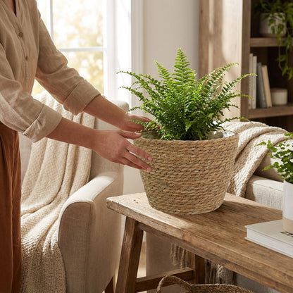 PEDOBALI 5 Pcs Large Premium Seagrass Planter Basket 10.2x7.5x7 Stylish Planter Baskets Woven Wicker Baskets with Plastic Lining for Indoor Outdoor Flower Plants Pots Cover Room Decor
