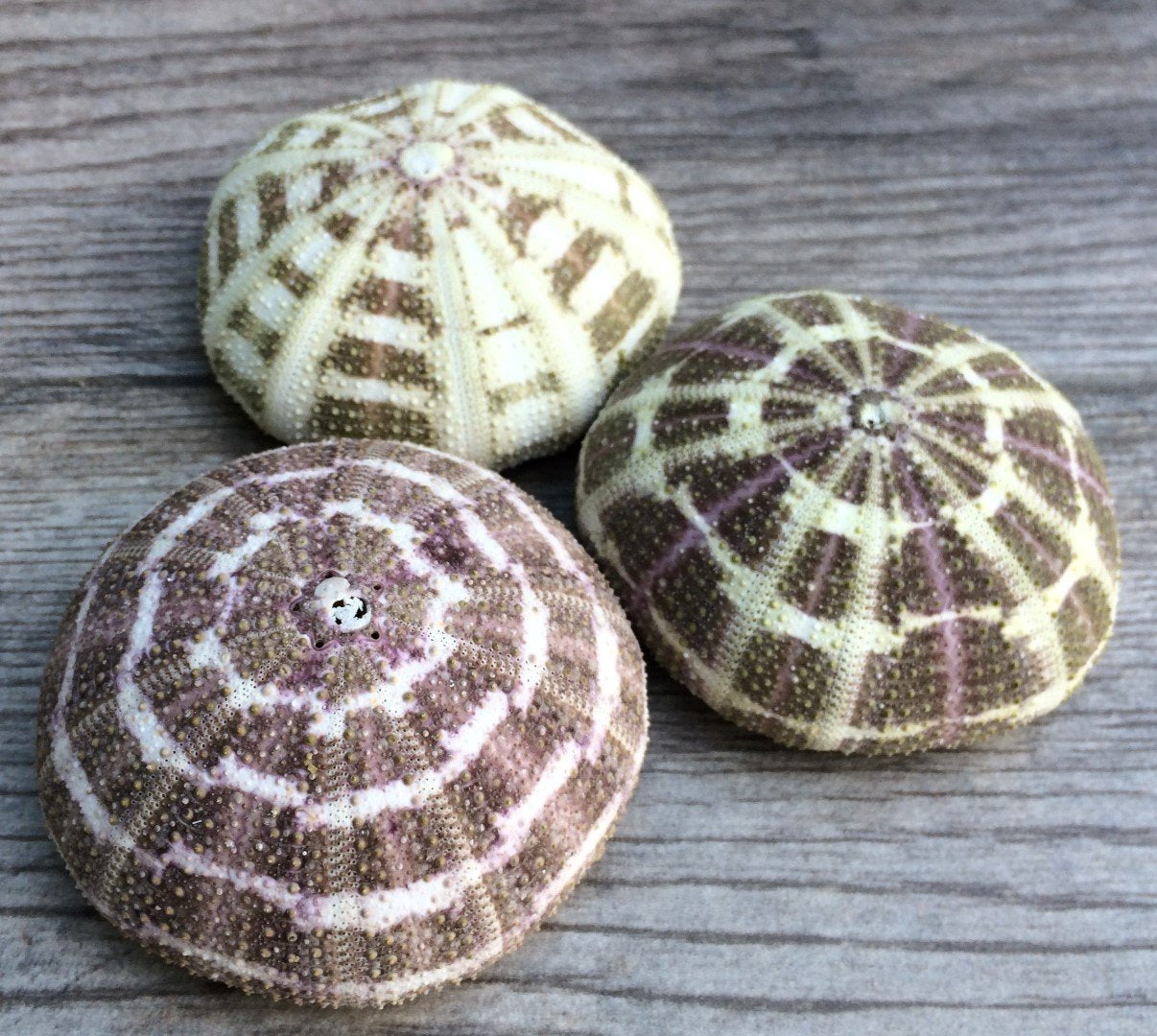 Alfonso Sea Urchins Shells for Air Plants - 3 Alphonse (3-4") Sea Urchin Shells - Hanging Air Plant Holder - Air Plants Live Holders - Air Plant Pot - No Plants Included
