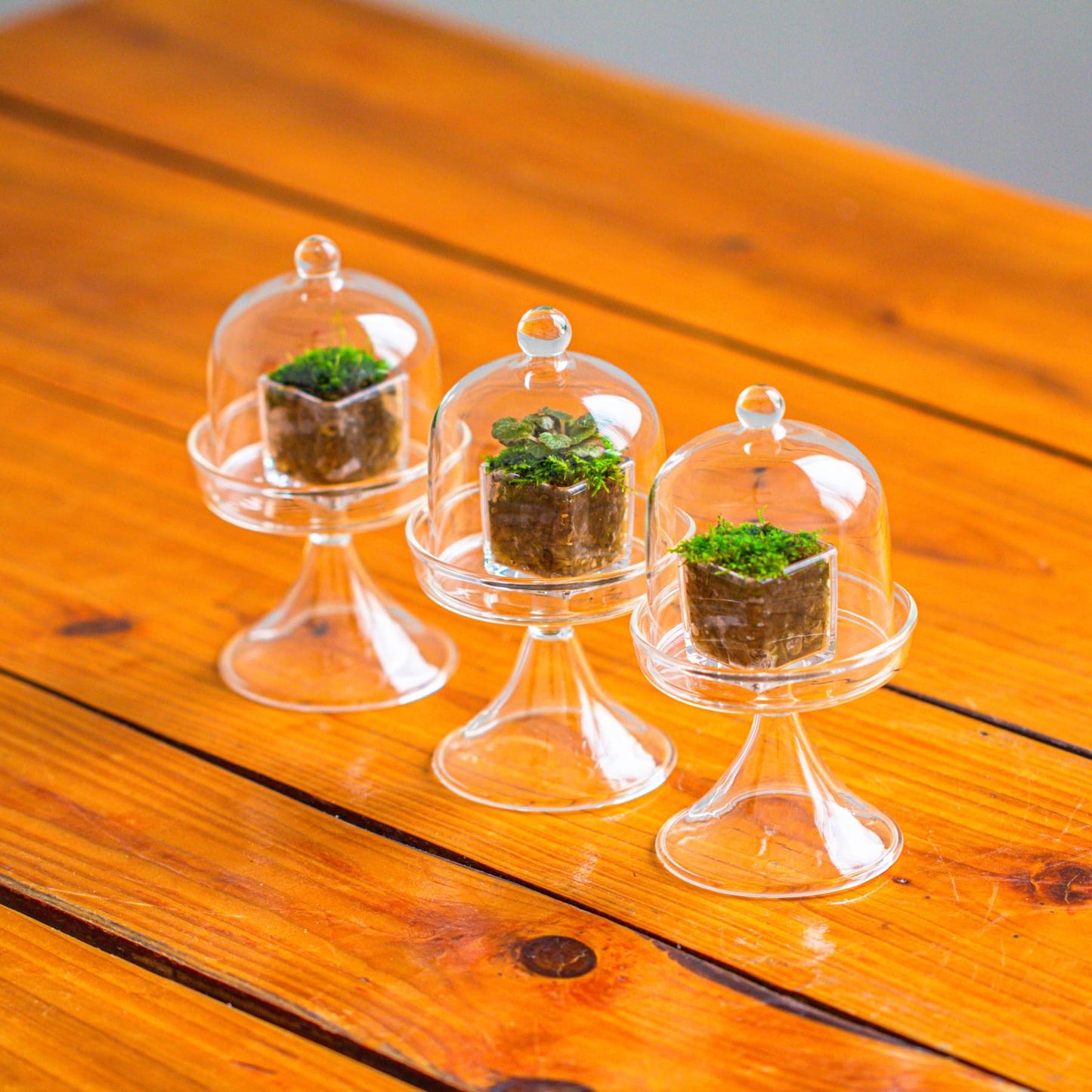 NCYP Mini Glass Bell Dome with Stand and Tiny Cube Planter for Display Jewelry, Ring, Small Plant - (3-Pack) 2.7" x 2.7" x 5" Little Cloche Set, Indoor Decor (Plants Not Included)