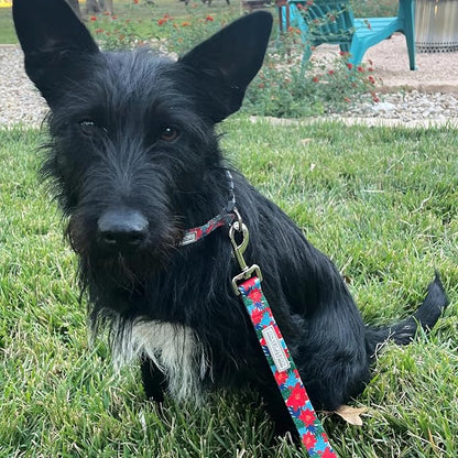 Lucky Love Dog - Adjustable Dog Collar with Easy Click Noel for Medium, Durable, & Comfortable for Male & Female Dogs, Pet Collar for Puppies & Adult Dogs - Noel, Medium