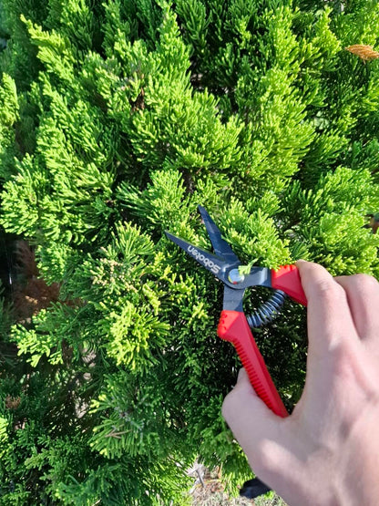 Saboten SD-8 Japanese Micro Tip Harvesting Snips, Ultra-Light 2.3 oz (65g) Pruning Scissors for Herbs, Flowers & Vegetables, HRC60 Blade Steel, Spring Action + Safety Lock, Made in Japan