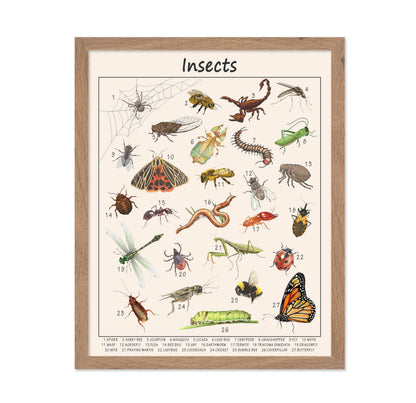 Poster Master Insects Poster - Educational Print - Learning Materials Art - Animal Art - Gift for Kids, Students & Teacher - Great Decor for Playroom, Classroom or Library, 11x14 Beige Framed