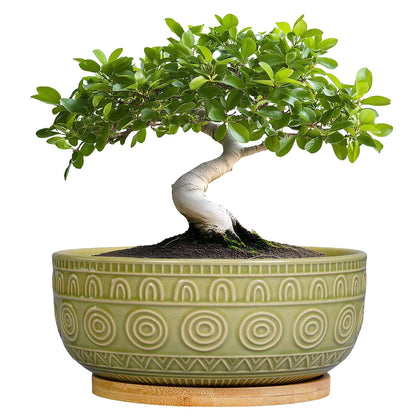 Eightpot Bonsai Pots - 8 Inch Ceramic Succulent Pots with Drainage Hole and Saucer, Shallow Round Planter for Indoor Plants, Boho Bowl Planter, Room Decor, Green