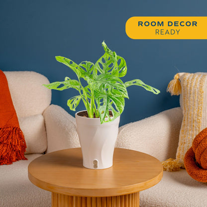 Costa Farms Little Monstera Plant, Easy to Grow Houseplant, Live Indoor Plant Potted in Cute Garden Plant Pot, Potting Soil, Housewarming Gift, Home, Office, and Tropical Room Decor, 12-Inches Tall