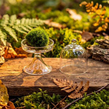 Gandeer 6 Pack Mini Glass Cloche with Base Bell Jar Dome & Acrylic Cube Planter 2.7 x 2.7 x 5'' Clear Glass Terrarium for Succulents Moss Cakes Miniature Dioramas Specimens Jewelry Rings Display