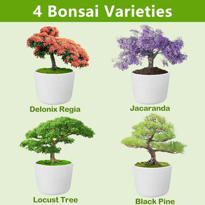 Bonsai Tree Kit, Bonsai Starter Kit with Seeds & Tools, Tree Live Plants Indoor, Gardening Gifts for Women Men Mom Father Plant Lover, Birthday Gifts for Women