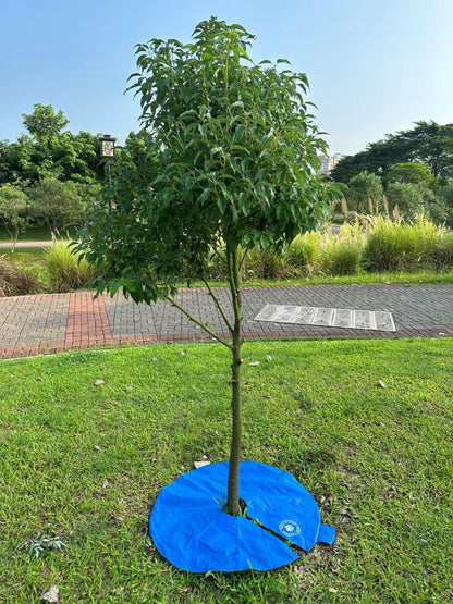 12+ Hours Slow Release Ring-Style Tree Watering Bag - 15 Gallon Watering Ring for Trees, Discipline Essentials (2 Pack, Blue/Yellow)