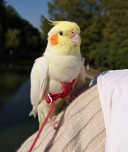 Adjustable Bird Harness with 80 Inch Leash, Outdoor Flying Kit Training Rope for Bird Parrots Cockatiel S Size Weight 70-120 Grams, Burgundy Red