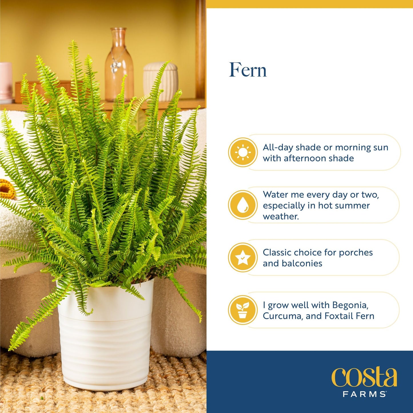 Costa Farms Macho Fern Extra Large Live Plant in Plastic Pot, Large Air Purifying Indoor & Outdoor Houseplants, Patio, Garden, Home, or Office Decor, House Warming Gift, 3-4 Feet Tall