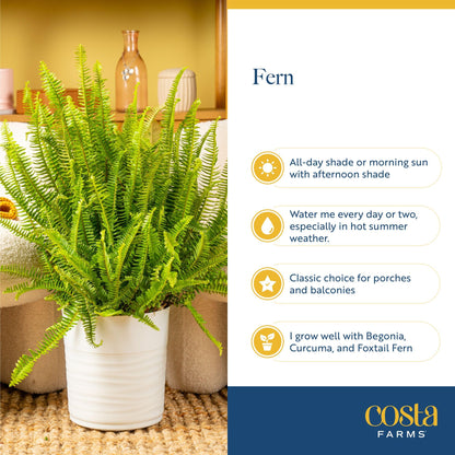 Costa Farms Macho Fern Extra Large Live Plant in Plastic Pot, Large Air Purifying Indoor & Outdoor Houseplants, Patio, Garden, Home, or Office Decor, House Warming Gift, 3-4 Feet Tall
