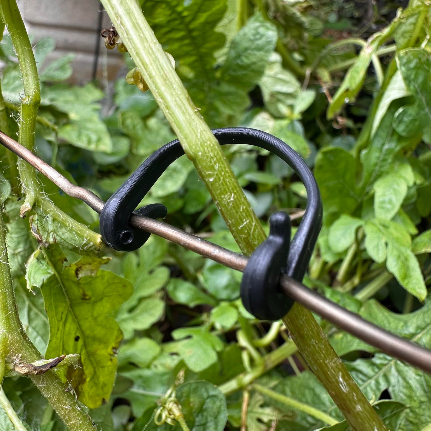 300PCS Grape Vine Trellis - Organize Support Raspberry Canes Grape Grapevines Kiwi Grape Stem Vine Clips Grape Ties Garden Plant Support Clips Holder Fruit Buckles Hooks Training Grow Ties