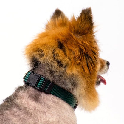 Country Brook Petz - Everyday Nylon Dog Collar and Leash - 10+ Cool Colors (3/8 Inch, 3XS, Green)